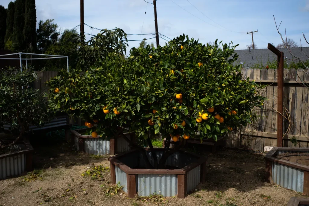Tree Pruning Citrus Orange County