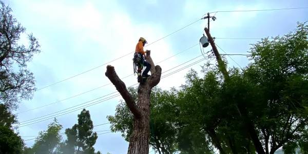 Tree Removals Orange County