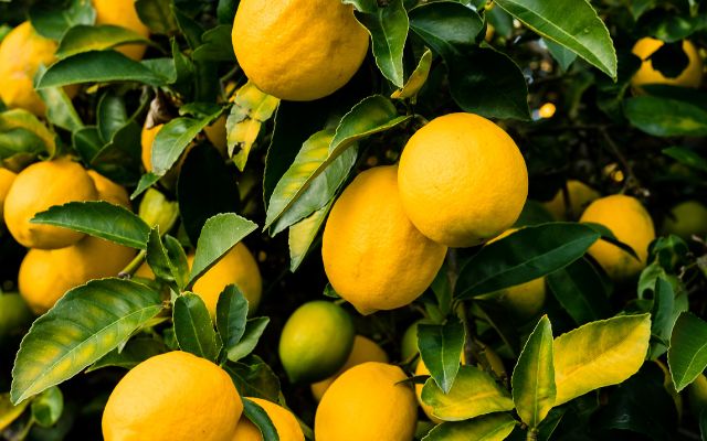 Lemon Tree Care Orange County